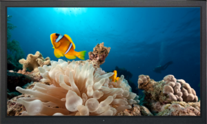 F55 - Professional and Versatile 55" FHD LED Monitor